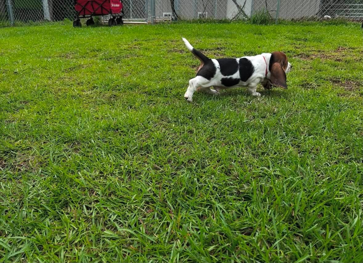 Basset Hound puppy photo 1