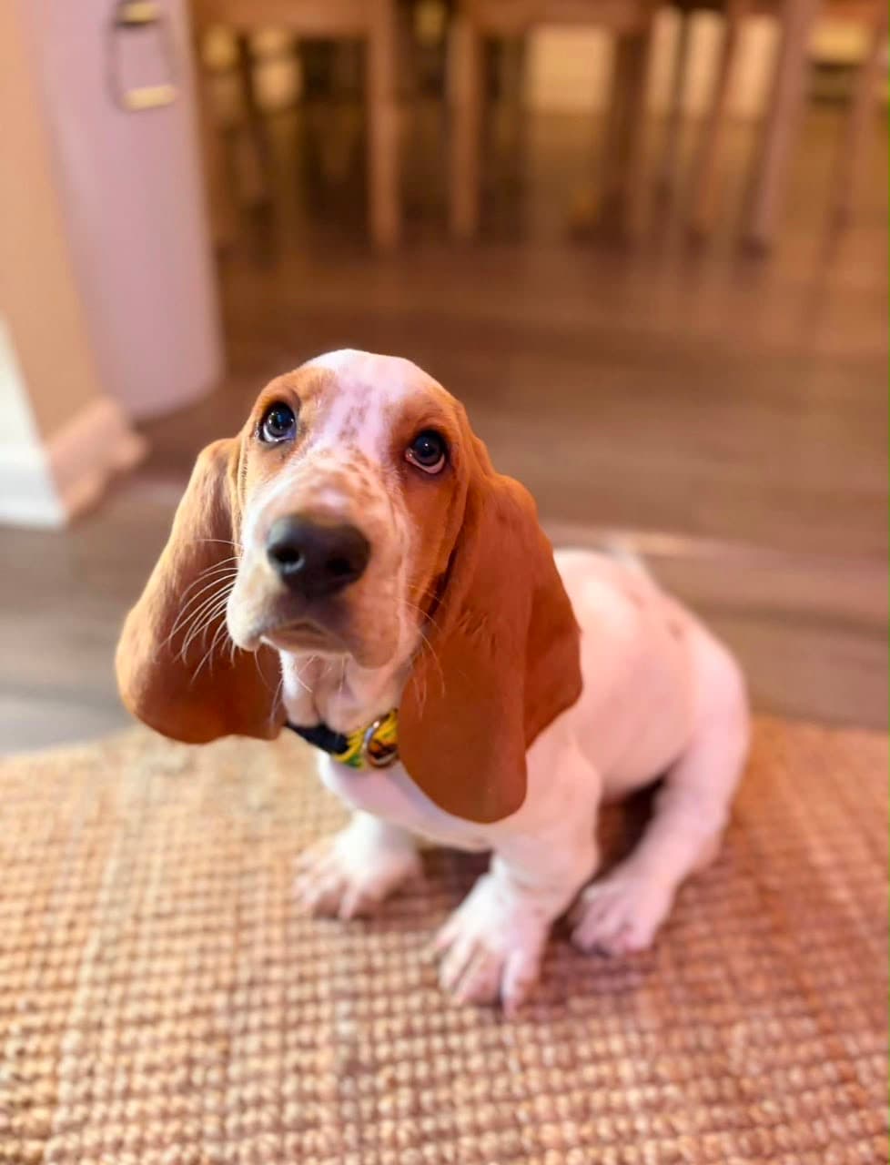 Basset Hound puppy photo 2