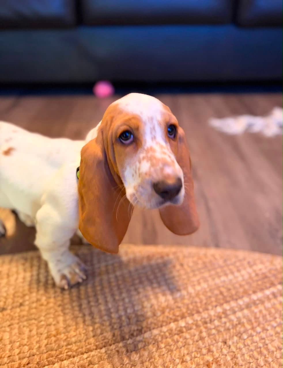 Basset Hound puppy photo 3