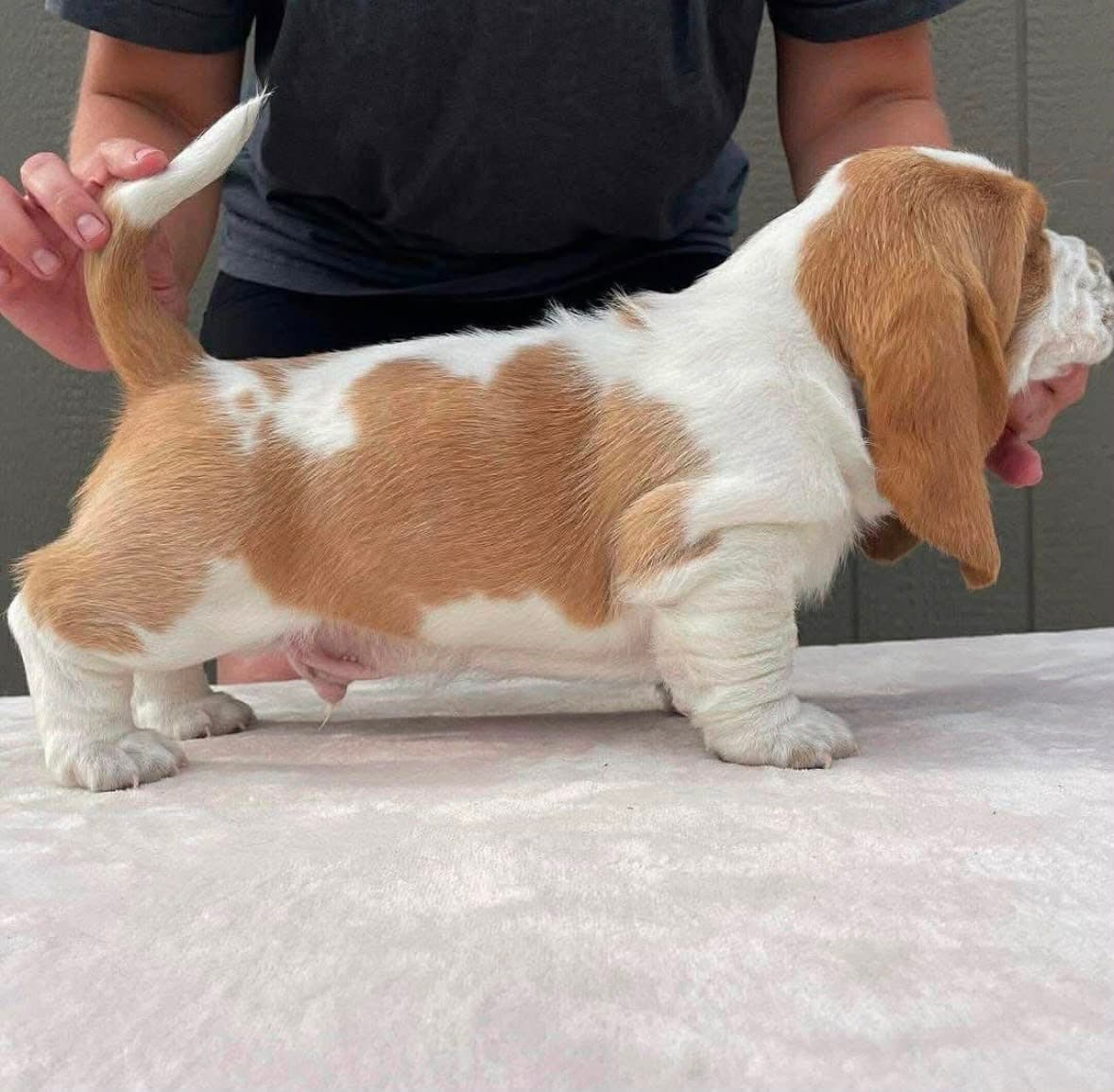 Basset Hound puppy photo 4