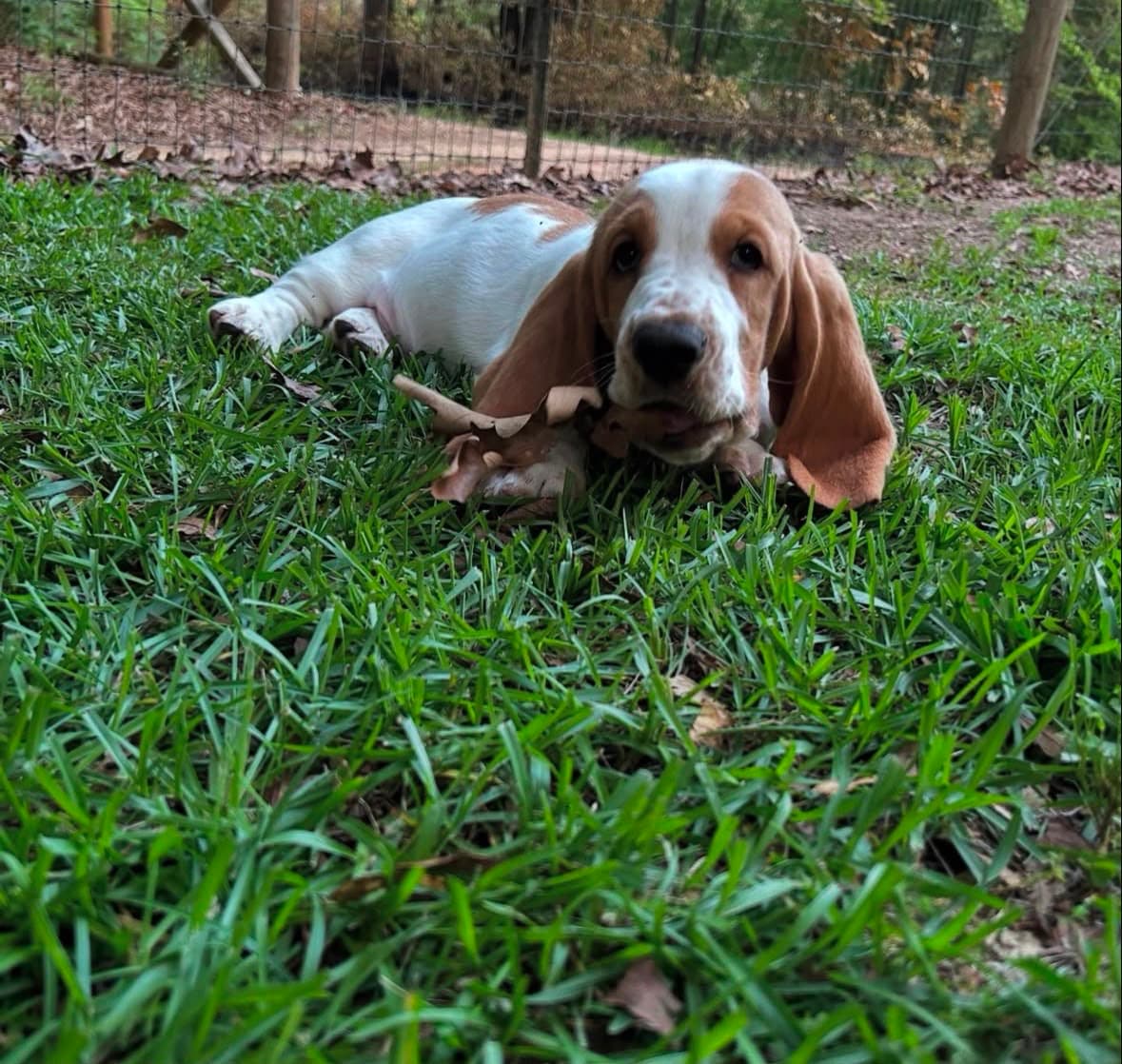 Basset Hound puppy photo 5