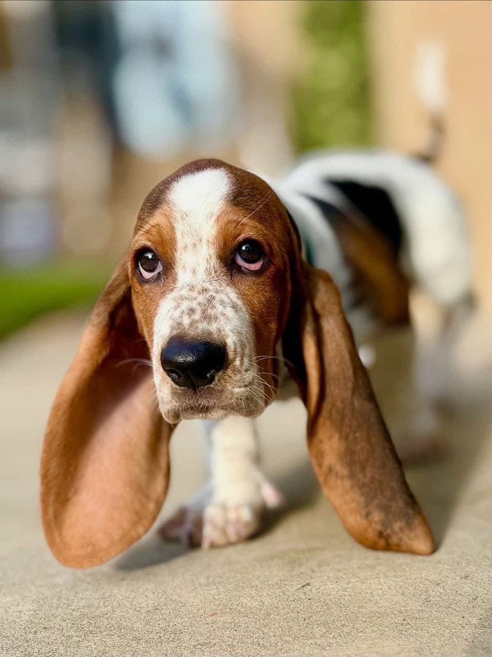 Basset Hound puppy photo 6