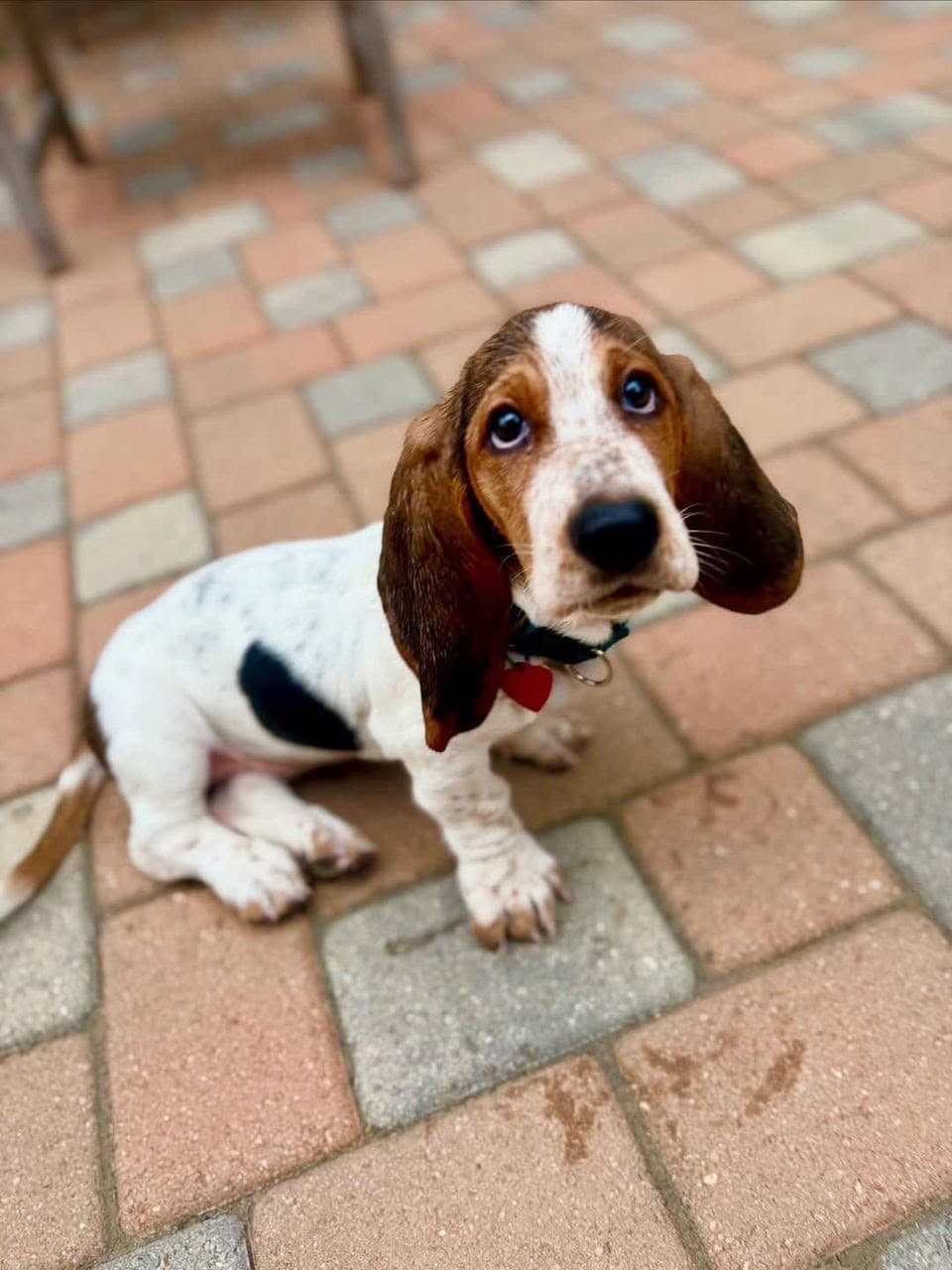 Basset Hound puppy photo 7