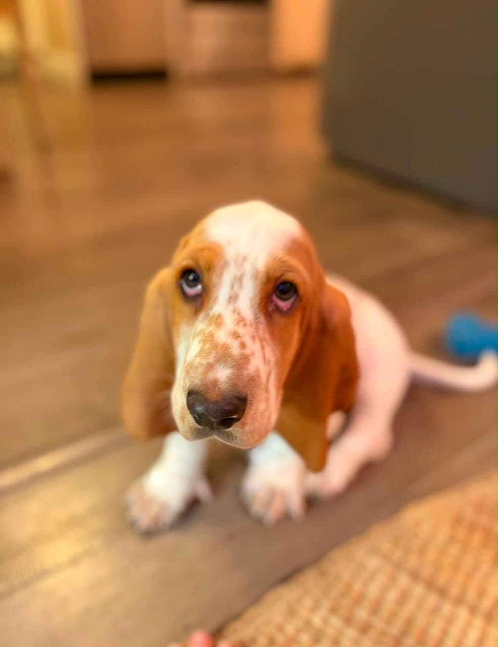 Basset Hound puppy photo 8