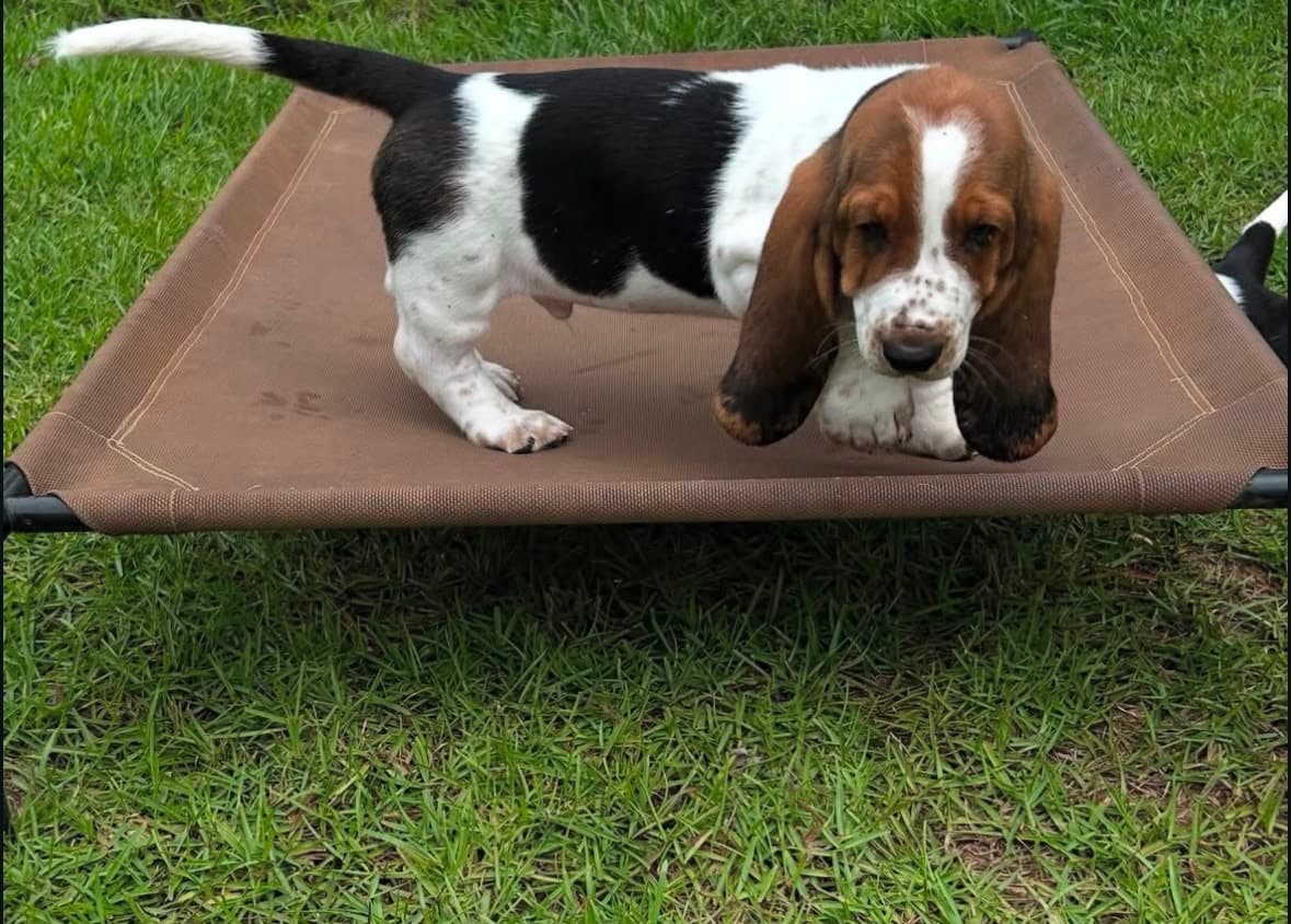 Basset Hound puppy photo 9