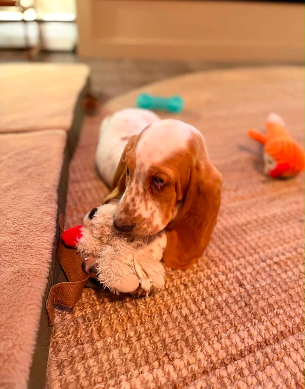 Basset Hound puppy photo 10
