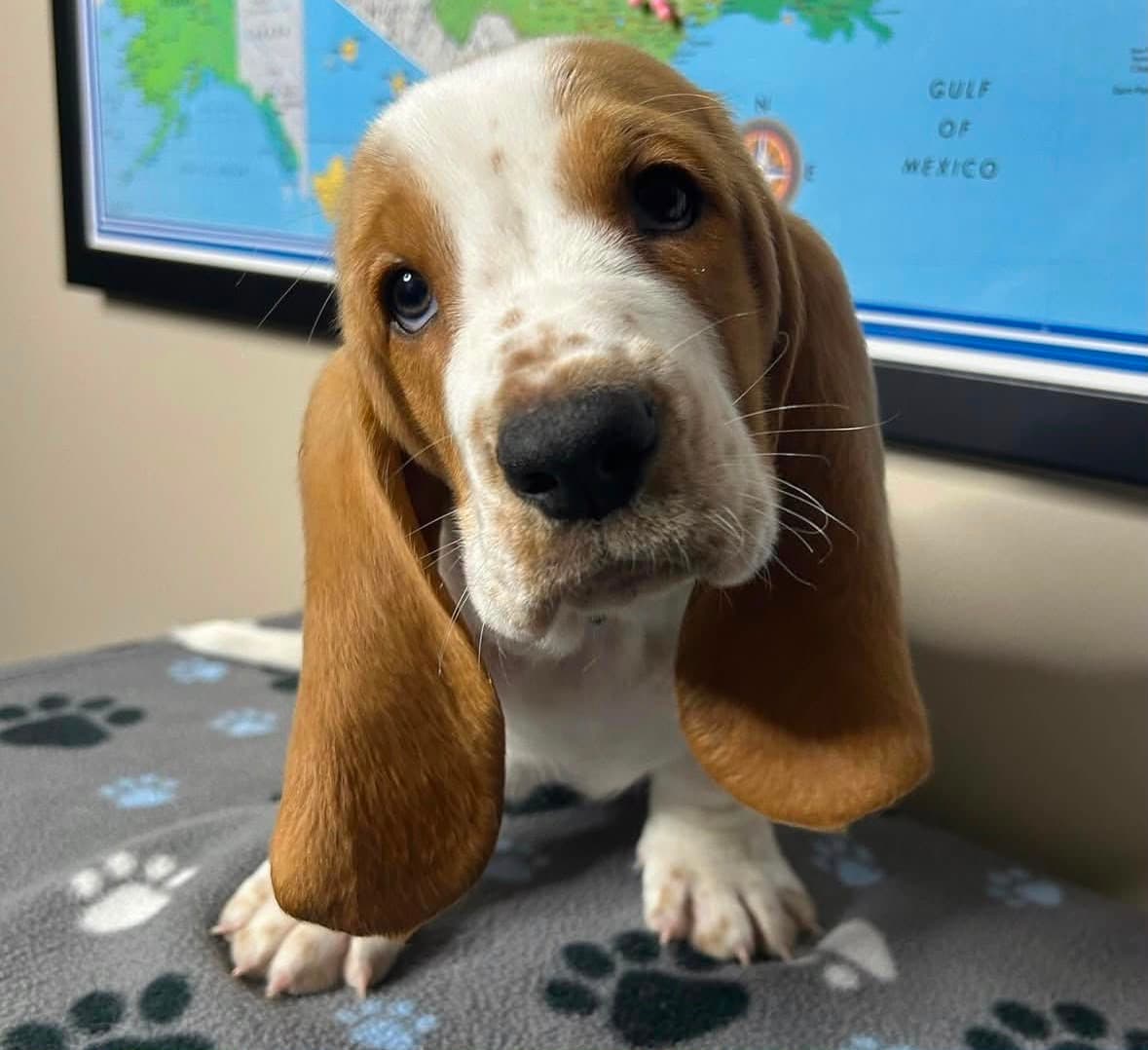 Basset Hound puppy photo 11