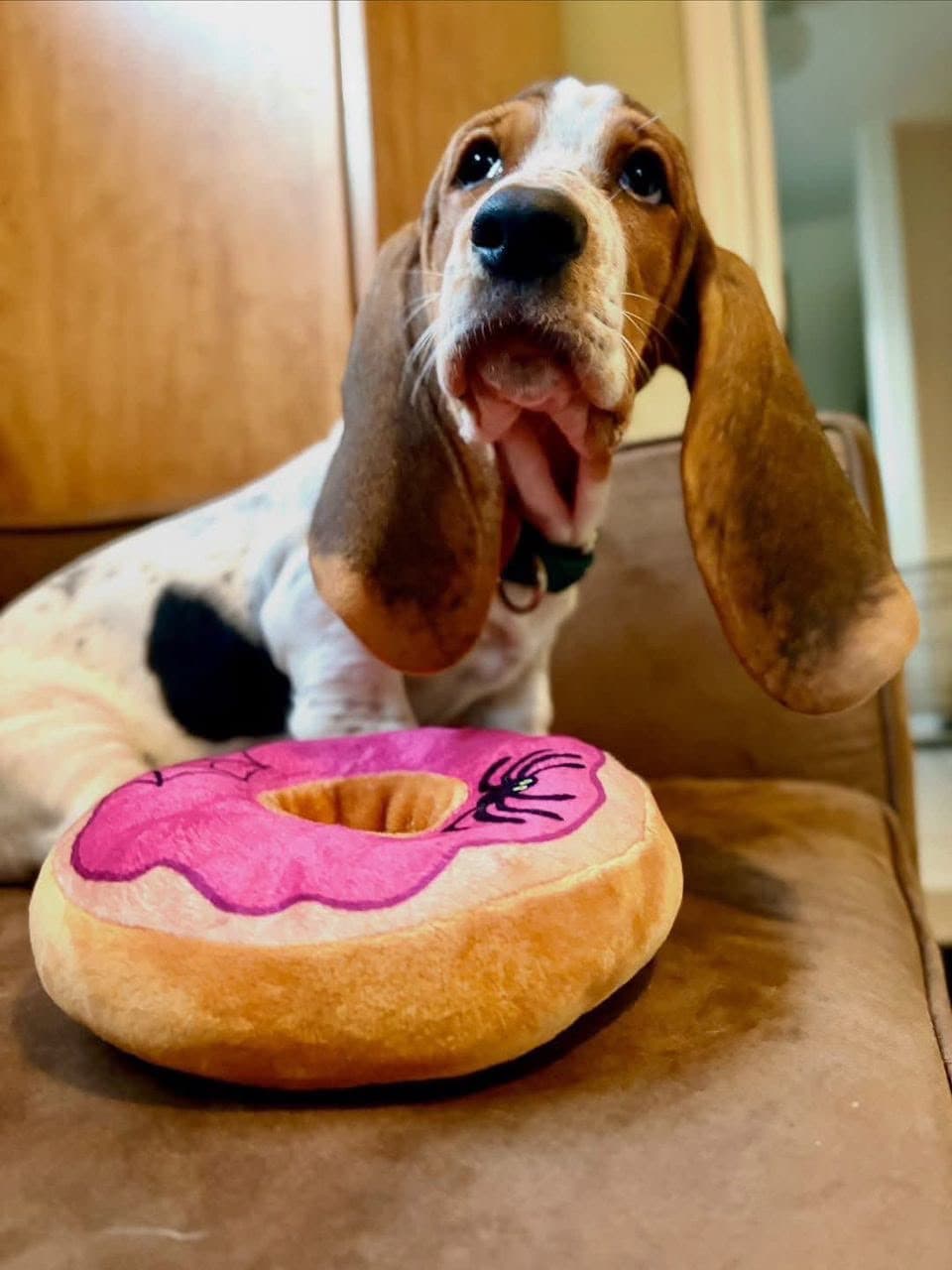 Basset Hound puppy photo 12