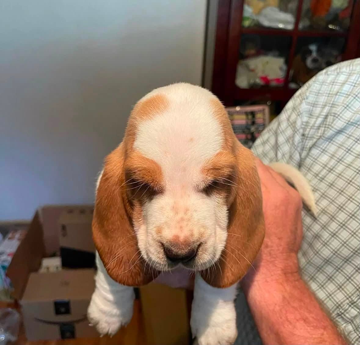 Basset Hound puppy photo 13