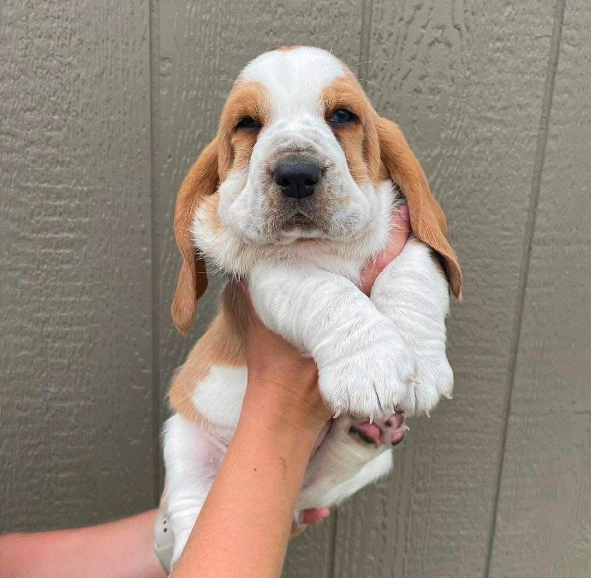 Basset Hound puppy photo 15