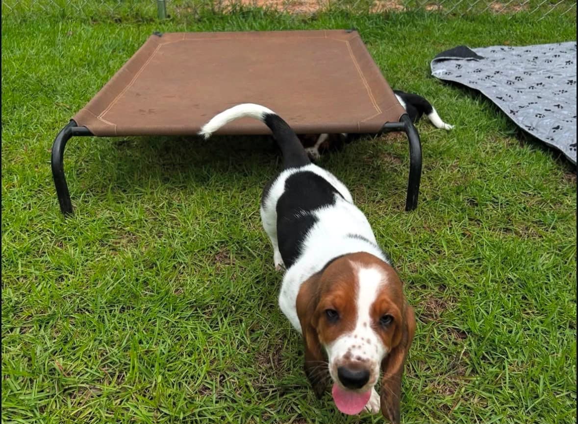 Basset Hound puppy photo 16