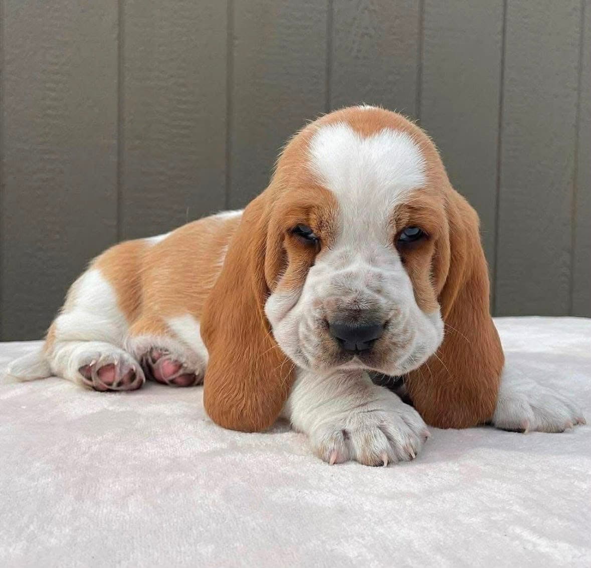 Basset Hound puppy photo 17