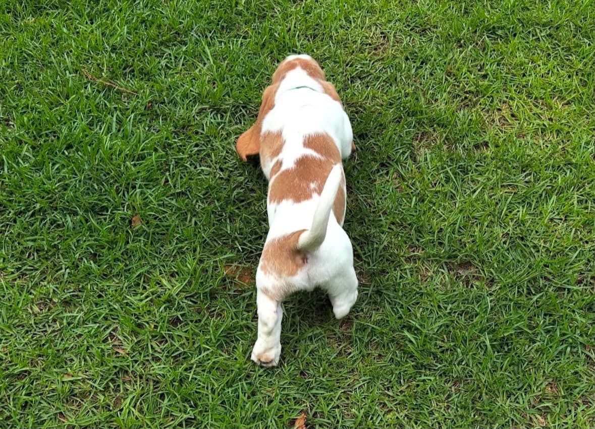 Basset Hound puppy photo 18