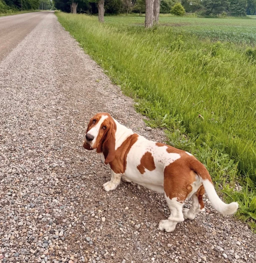 Duke