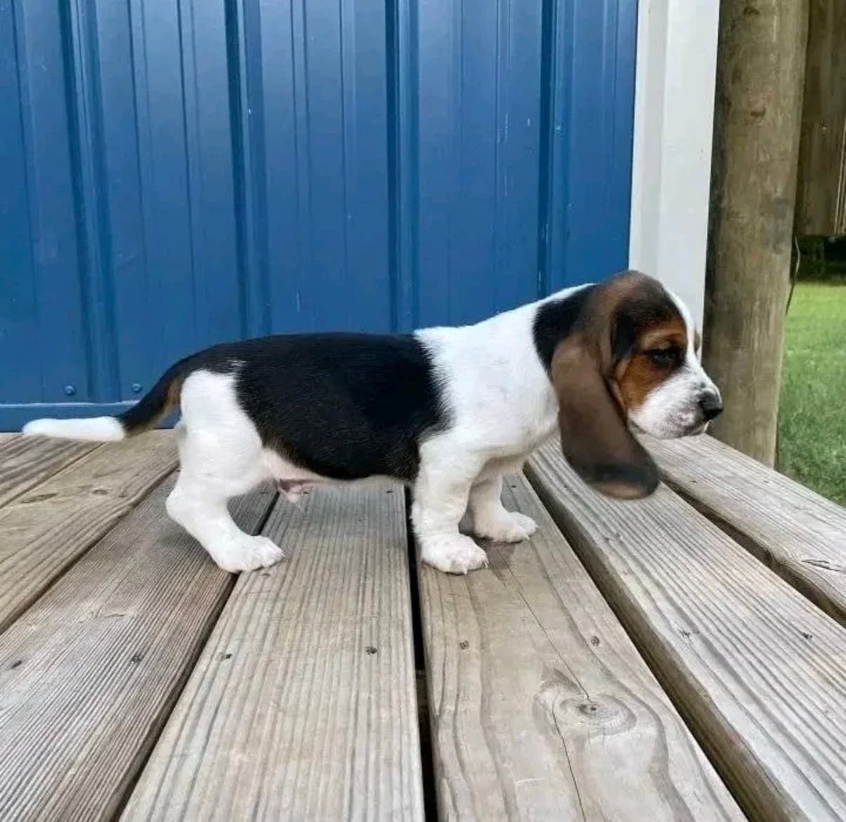 Coco relaxing